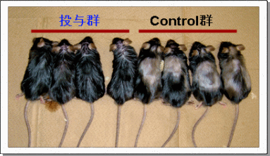 picture of model mouses